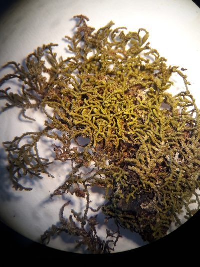 Frullania pycnantha, photographed by Leon Perrie