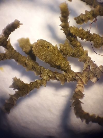 Frullania pycnantha, photographed by Leon Perrie