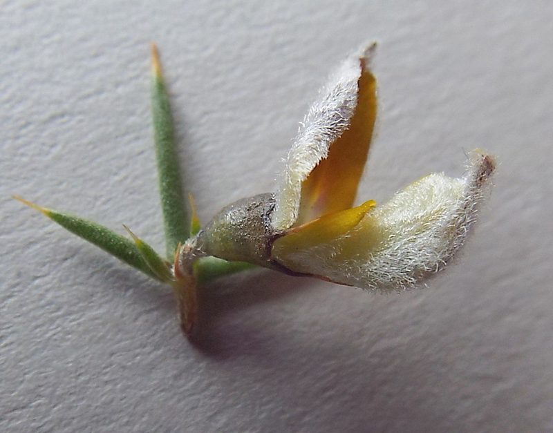 Aspalathus glossoides, photographed by Charles Stirton