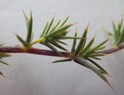 Aspalathus glossoides, photographed by Charles Stirton