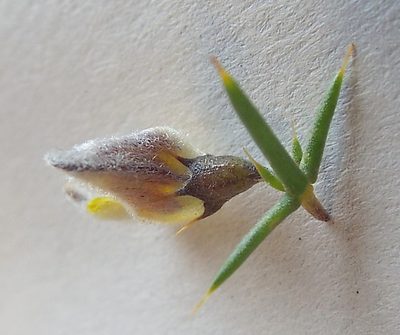 Aspalathus glossoides, photographed by Charles Stirton