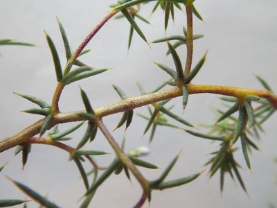 Aspalathus glossoides, photographed by Charles Stirton