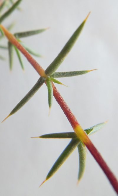 Aspalathus glossoides, photographed by Charles Stirton