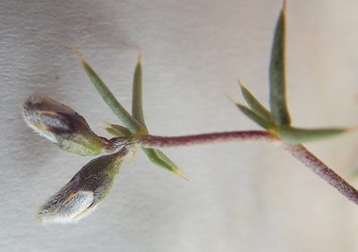 Aspalathus glossoides, photographed by Charles Stirton