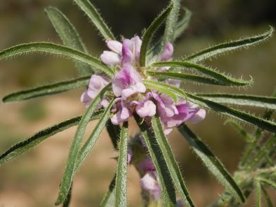 Psoralea bolusii, photographed by Charles Stirton