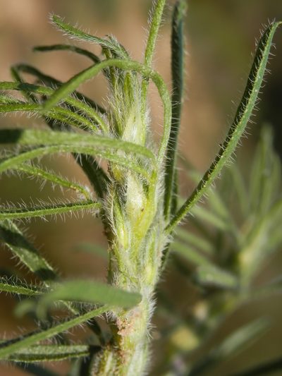 Psoralea bolusii, photographed by Charles Stirton
