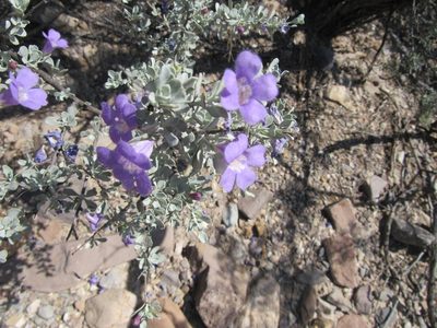 Leucophyllum minus, photographed by Jonathan Rodriguez