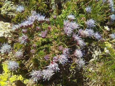Jasione crispa, photographed by Santiago Martín-Bravo