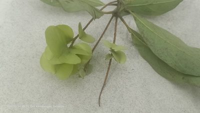 Terminalia calamansanai, photographed by Ong Jyh Seng