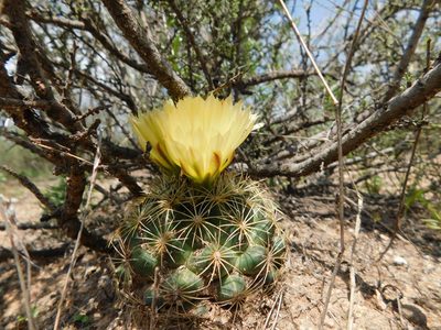 Coryphantha delaetiana, photographed by Alejandro Sigala Chávez