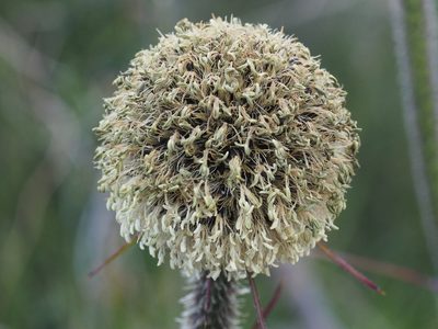 Dasypogon bromeliifolius, photographed by Brett Coulstock