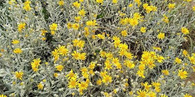 Senecio crassiflorus, photographed by Martin