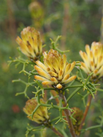 Petrophile rigida, photographed by Brett Coulstock