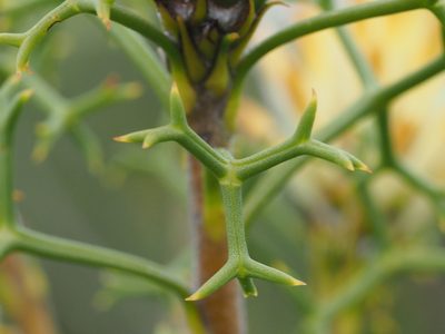 Petrophile rigida, photographed by Brett Coulstock