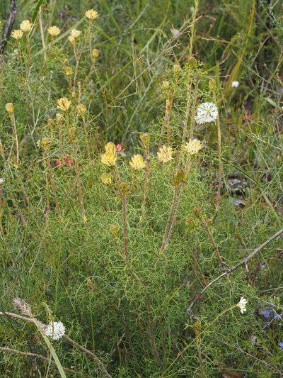 Petrophile rigida, photographed by Brett Coulstock
