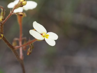 Stylidium piliferum, photographed by Brett Coulstock