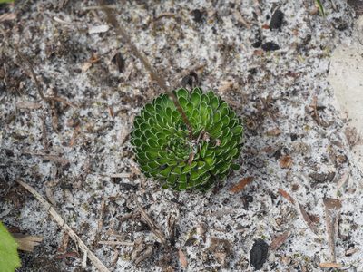 Stylidium piliferum, photographed by Brett Coulstock