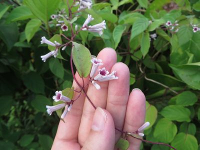 Paederia cruddasiana, photographed by Ben Machado