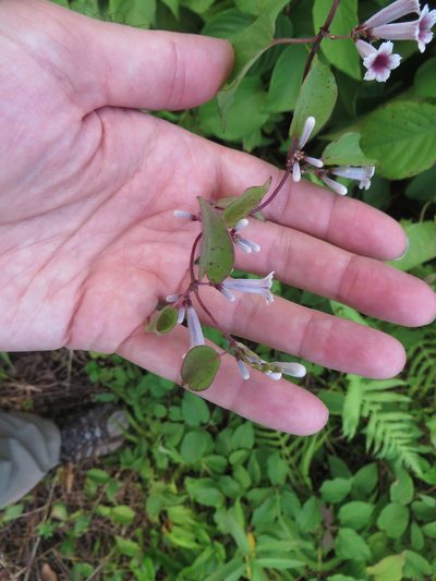 Paederia cruddasiana, photographed by Ben Machado