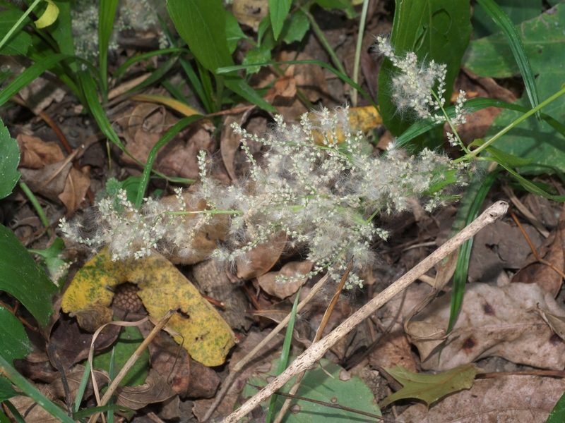Iresine rhizomatosa, photographed by Robert Webster