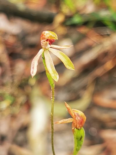 Caladenia transitoria, photographed by Richard Dimon