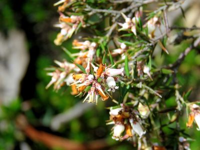 Lissanthe strigosa, photographed by Elspeth Swan