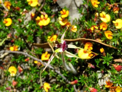 Caladenia parva, photographed by Elspeth Swan