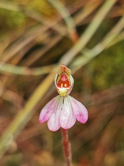 Caladenia pusilla, photographed by Richard Dimon