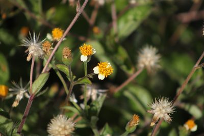 Tridax tenuifolia, photographed by Gary Abner Garcia-Garcia