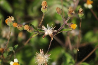 Tridax tenuifolia, photographed by Gary Abner Garcia-Garcia