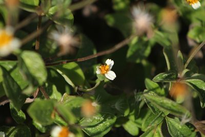 Tridax tenuifolia, photographed by Gary Abner Garcia-Garcia