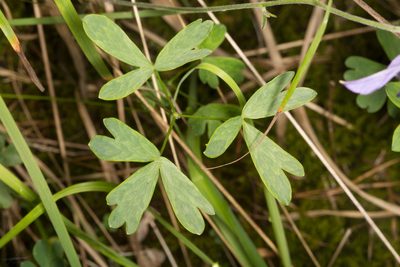 Aquilegia einseleana, photographed by Drepanostoma