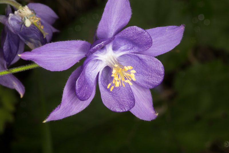 Aquilegia einseleana, photographed by Drepanostoma