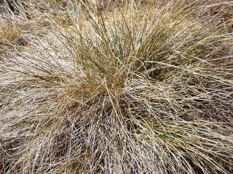 Chionochloa macra, photographed by John Steel