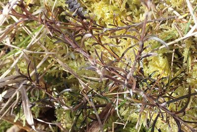 Coprosma elatirioides, photographed by John Steel