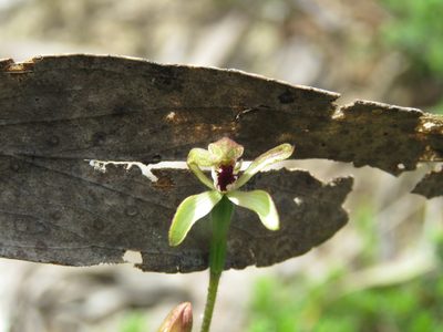 Caladenia transitoria, photographed by Elspeth Swan