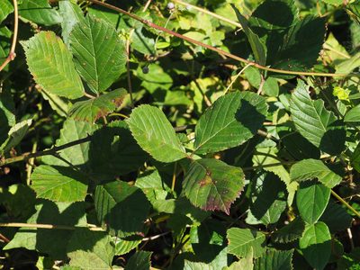 Rubus pascuus, photographed by Katja Schulz