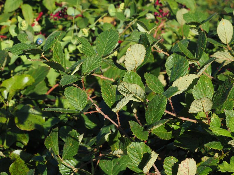 Rubus pascuus, photographed by Katja Schulz
