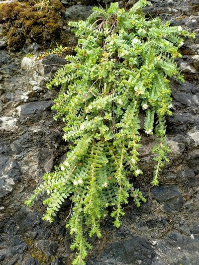 Pimelea urvilleana, photographed by John Barkla