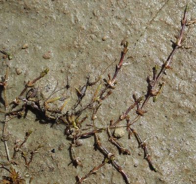 Crassula sinclairii, photographed by John Steel