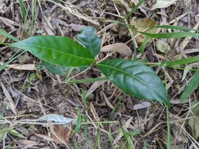 Rhodomyrtus psidioides, photographed by Nick Swanson