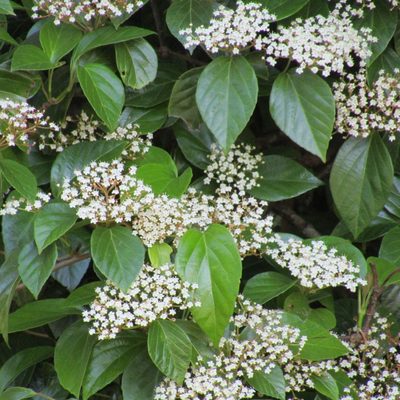 Viburnum japonicum, photographed by wild_wind