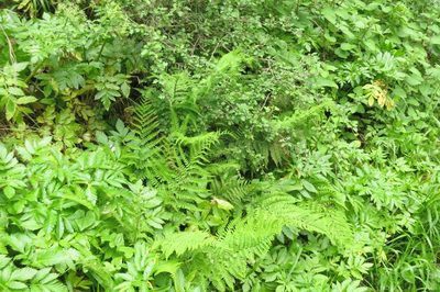 Dryopteris pallida, photographed by Ed Alverson