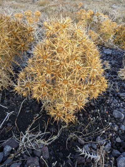 Carlina graeca, photographed by bemma