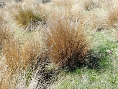 Chionochloa rubra, photographed by John Steel