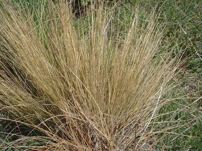 Festuca novae-zelandiae, photographed by John Steel