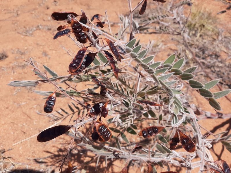 Senna notabilis, photographed by T. Hammer