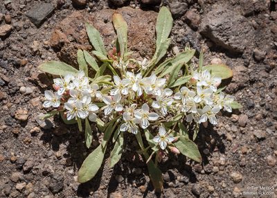 Eremothera nevadensis, photographed by Tim Messick