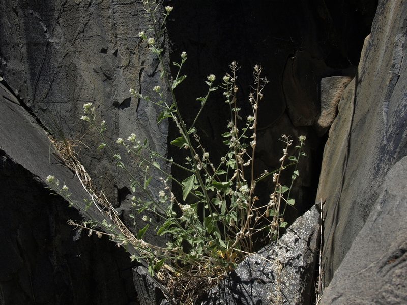 Halimolobos jaegeri, photographed by Jim Morefield