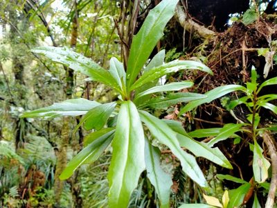 Brachyglottis kirkii, photographed by John Barkla